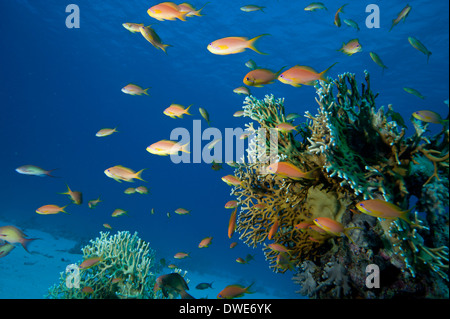 Jewel fairy basslet avec le feu en arrière-plan de corail Mer Rouge Egypte Banque D'Images