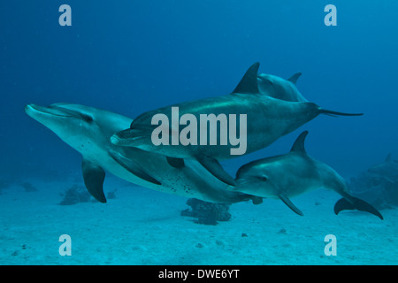 Grand dauphin de la Mer Rouge Egypte pod Banque D'Images