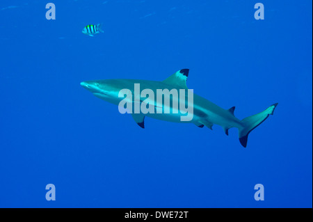 Carchinus melanopterus Blacktip Shark Yap Micronésie Banque D'Images