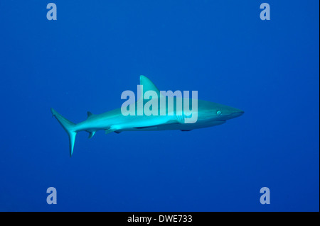 Carcharhinus amblyrhynchos requin gris de récif Yap Micronésie Banque D'Images