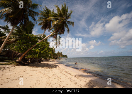 Tropical Beach & Cocotier Cocos nucifera Yap Micronésie Banque D'Images