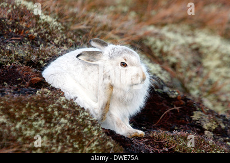 Lièvre Lepus timidus Scotland UK Banque D'Images