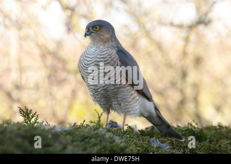 Blanche Accipiter nisus Scotland UK Banque D'Images