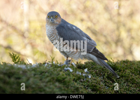 Blanche Accipiter nisus Scotland UK Banque D'Images