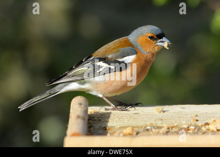 Chaffinch Fringilla coelebs Scotland UK Banque D'Images