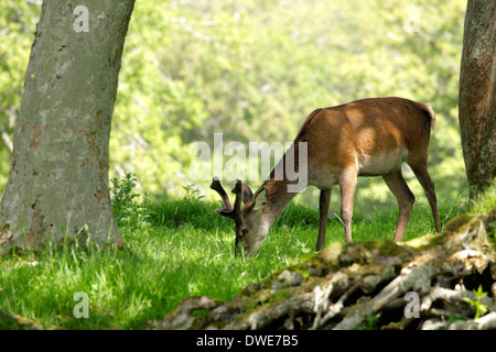 Red Deer Cervus elaphus Scotland UK Banque D'Images