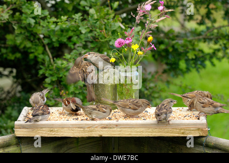 Moineau domestique Passer domesticus Scotland UK Banque D'Images