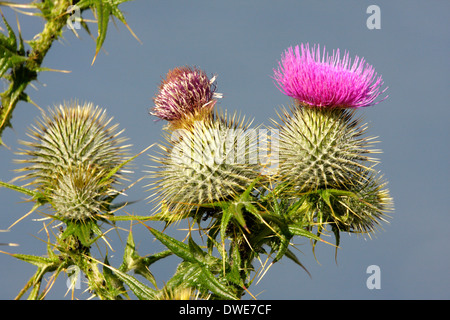 Spear thistle Cirsium vulgare Scotland UK Banque D'Images