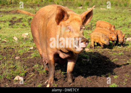 Les porcelets Tamworth Sus scrofa domesticus Scotland UK Banque D'Images