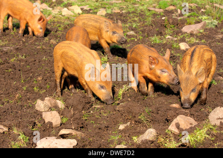 Les porcelets Tamworth Sus scrofa domesticus Scotland UK Banque D'Images