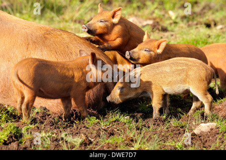 Les porcelets Tamworth Sus scrofa domesticus Scotland UK Banque D'Images