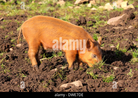 Sus scrofa domesticus porcelets Tamworth Scotland UK Banque D'Images