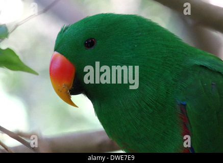 Mâle, Rouge-verso (Eclectus roratus Eclectus Parrot) gros plan de la tête Banque D'Images