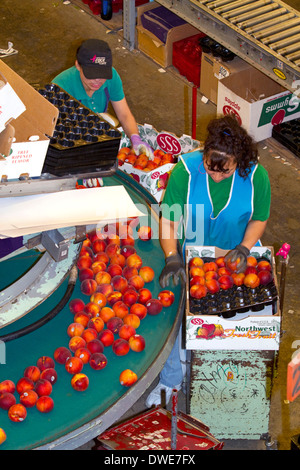 Trier les travailleurs à la pêches Fruit Symms Ranch de l'établissement d'emballage près de versant ensoleillé, California, USA. Banque D'Images