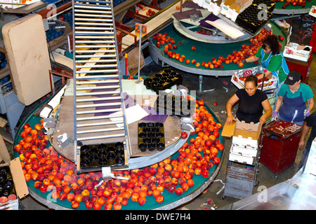 Trier les travailleurs à la pêches Fruit Symms Ranch de l'établissement d'emballage près de versant ensoleillé, California, USA. Banque D'Images