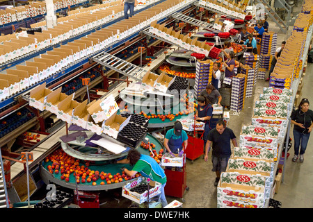 Trier les travailleurs à la pêches Fruit Symms Ranch de l'établissement d'emballage près de versant ensoleillé, California, USA. Banque D'Images