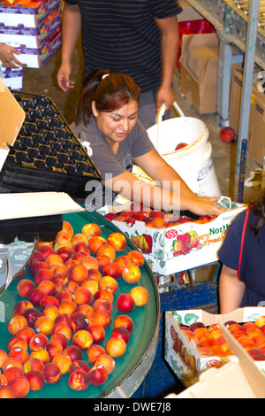 Trier les travailleurs à la pêches Fruit Symms Ranch de l'établissement d'emballage près de versant ensoleillé, California, USA. Banque D'Images