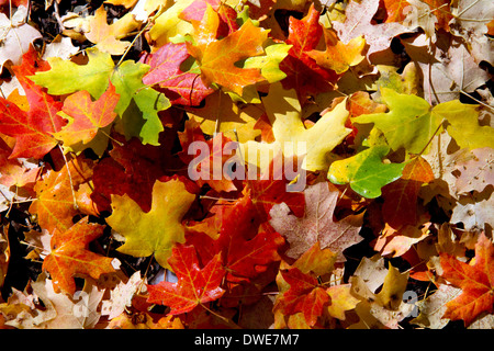 Les feuilles des arbres feuillus colorés tombés sur le sol de la forêt dans la région de Logan Canyon, Utah, USA. Banque D'Images