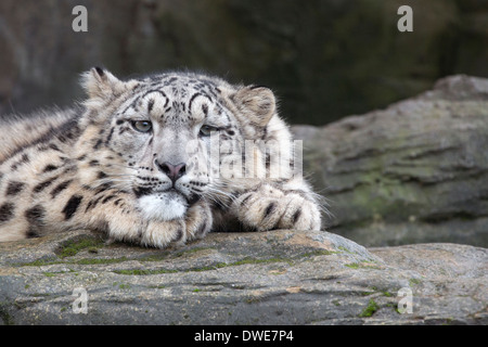 Dix mois Snow Leopard. Banque D'Images