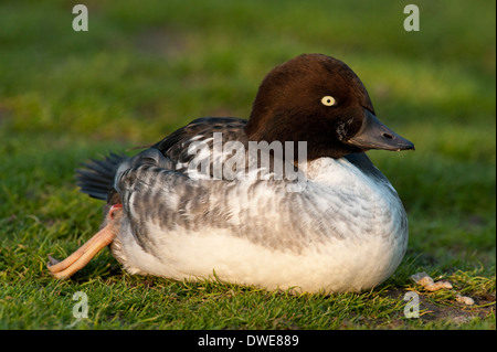 Le Garrot Bucephala clangula femme Lincolnshire UK Banque D'Images