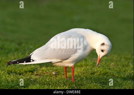 Mouette à tête noire Chroicocephalus ridibundus Lincolnshire UK Banque D'Images