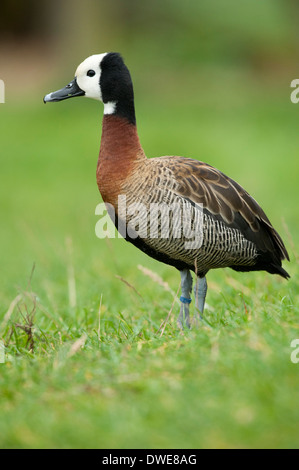 Face blanc Canard Sifflement Dendrocygna viduata UK Banque D'Images