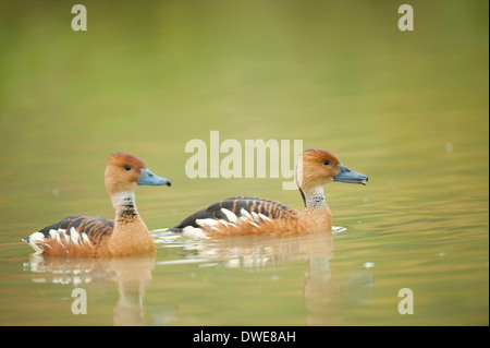 Canard Dendrocygna bicolor sifflement fauve UK Banque D'Images