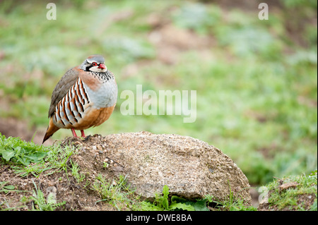 Pattes rouge Partridge Alectoris rufa Andalousie Espagne Banque D'Images