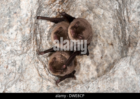 La chauve-souris Myotis daubentonii Daubenton Andalousie Espagne Banque D'Images