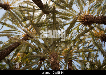 Palmiers dans le Palm Gardens à Elx, Espagne. Banque D'Images