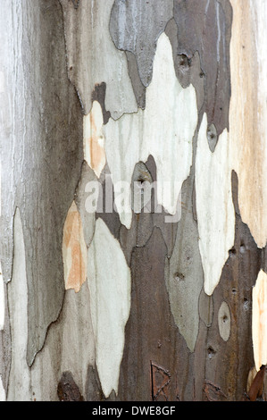 Close up de l'écorce des arbres Eucalyptus Andalousie Espagne Banque D'Images