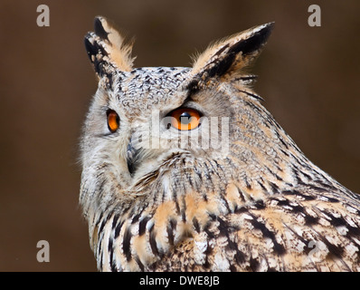 Aigle de Sibérie (Owl Bubo bubo sibiricus) femmes 'Nuage', Liberty's Raptor and Reptile Centre, Ringwood, Hampshire, Angleterre Banque D'Images