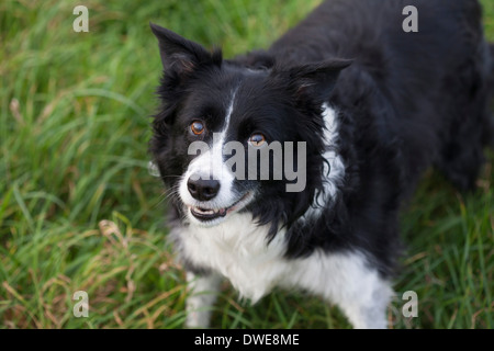 Border Collie chien de berger à l'extérieur Banque D'Images