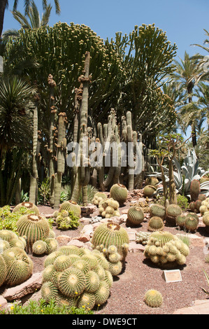 Jardin de cactus à Hort del Cura, Elx, Espagne. Banque D'Images