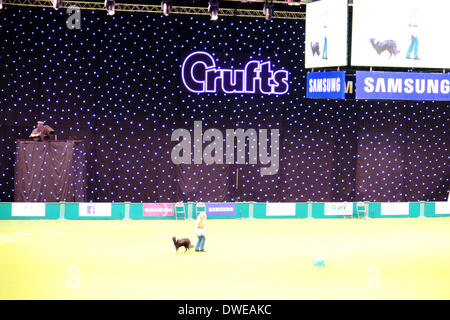 Birmingham, UK. 6 mars 2014. Crufts 2014 Exposition canine en NEC National Exhibition Centre Birmingham UK Angleterre arène principale doggy dancing le premier jour du premier ministre dog show et de la concurrence. Crédit : Paul Thompson Live News /Alamy Live News Banque D'Images