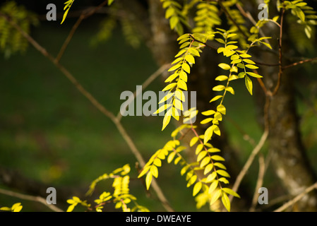 Feuilles d'un Zanthoxylum schinifolium, poivre de Sichuan Banque D'Images