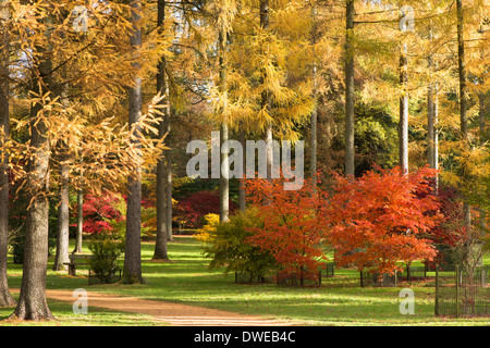 La boucle de l'érable et le mélèze arbres en automne, Westonbirt Arboretum, Gloucestershire, Angleterre, Royaume-Uni Banque D'Images