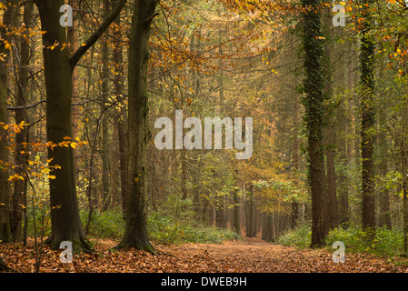 Un jour d'automne le long de la manière de Cotswold chemin tel qu'il passe par Standish Bois près de Stroud dans le Gloucestershire, Angleterre, RU Banque D'Images