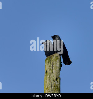 Corvus monedula Choucas deux sur un post contre un ciel bleu.Essex UK Banque D'Images