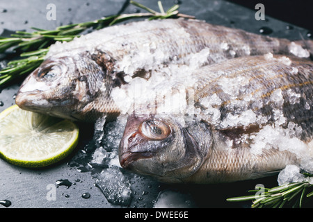 Close up de matières dorado poisson avec du romarin et de la chaux sous la glace sur fond noir en noir. Banque D'Images