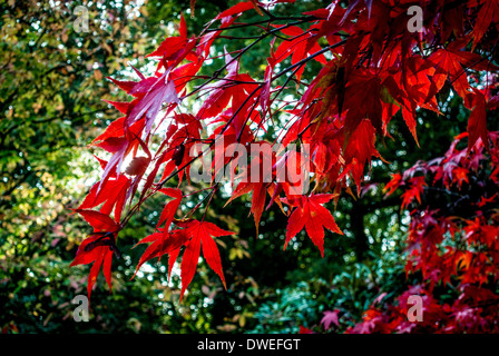 Acer palmatum quitte Banque D'Images