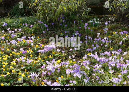 Prairie paisible avec des fleurs sauvages au printemps Banque D'Images