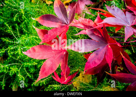 Acer palmatum quitte Banque D'Images