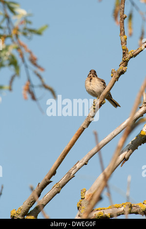 Bruant des roseaux communs dans un arbre en Charente-Maritime, dans l'ouest de la France Banque D'Images