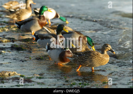 Canard colvert en Charente-Maritime, dans l'ouest de la France Banque D'Images