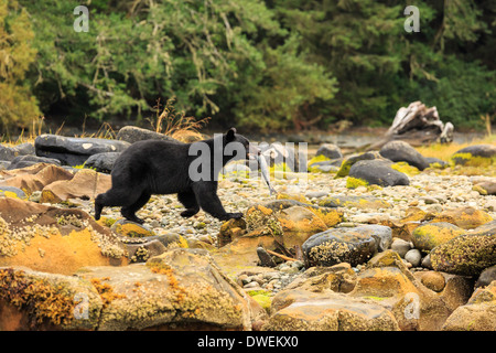 Un ours noir porte ses poissons fraîchement pêchés le long de la plage côtière sur l'île de Vancouver. Banque D'Images