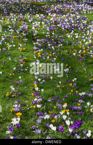 Fleurs Crocus pousse dans un jardin anglais Banque D'Images