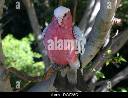 Cacatoès à poitrine rose ou cacatoès cacatoès Rosalbin (Eolophus roseicapilla), originaire de l'Australie en extreme close-up Banque D'Images