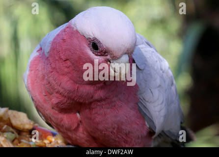 Cacatoès à poitrine rose ou cacatoès cacatoès Rosalbin (Eolophus roseicapilla), originaire de l'Australie en extreme close-up Banque D'Images