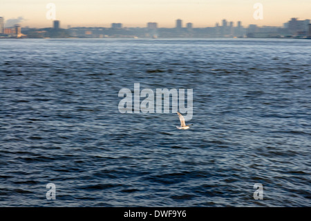 Une mouette traverse la mer entre Staten Island et Manhattan vu depuis le ferry pour Staten Island. Le voyage à Staten Island est très rapide. Comme environ 25 minutes. Mais pendant ce temps nous allons être très amusant de regarder la vue. Tout d'abord, nous pouvons voir Battery Park, avec en première ligne des gratte-ciel, alors nous pouvons voir ensemble de Manhattan. Plus tard, la vue est étendue à d'autres quartiers comme Brooklyn ou à proximité City dans le New Jersey. Banque D'Images